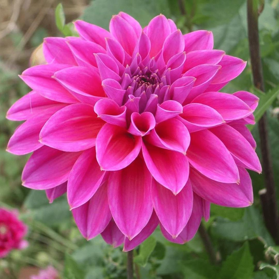 Flowerbulbs Amsterdam - Mix Gerard's darlings, Dahlia Natal & Dahlia Blue Bell, 24 stuks, 4 m2 dahlia plezier