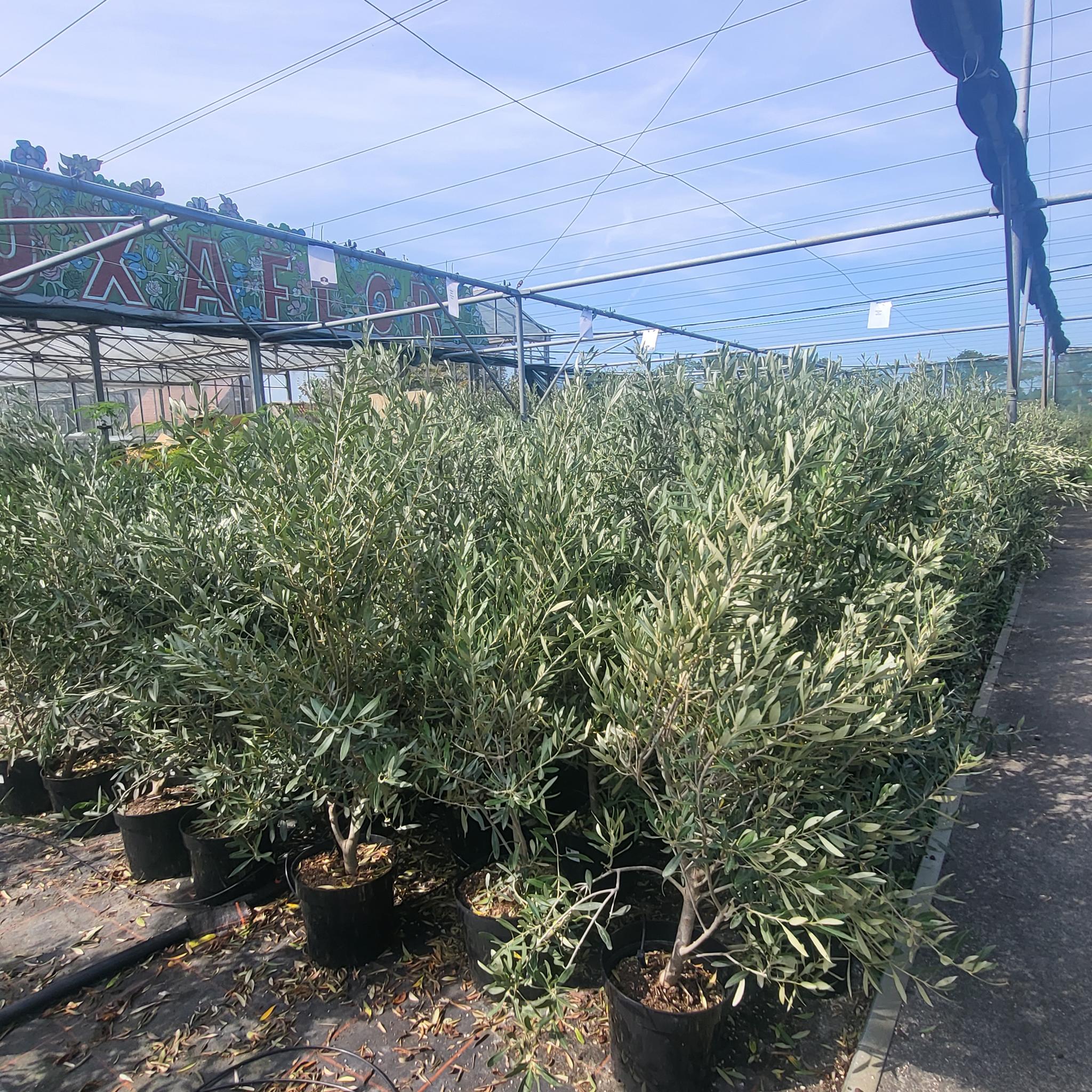 Olea europaea Busch 7,5 Liter, Olivenstrauch