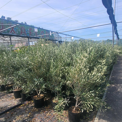 Olea europaea Busch 7,5 Liter, Olivenstrauch