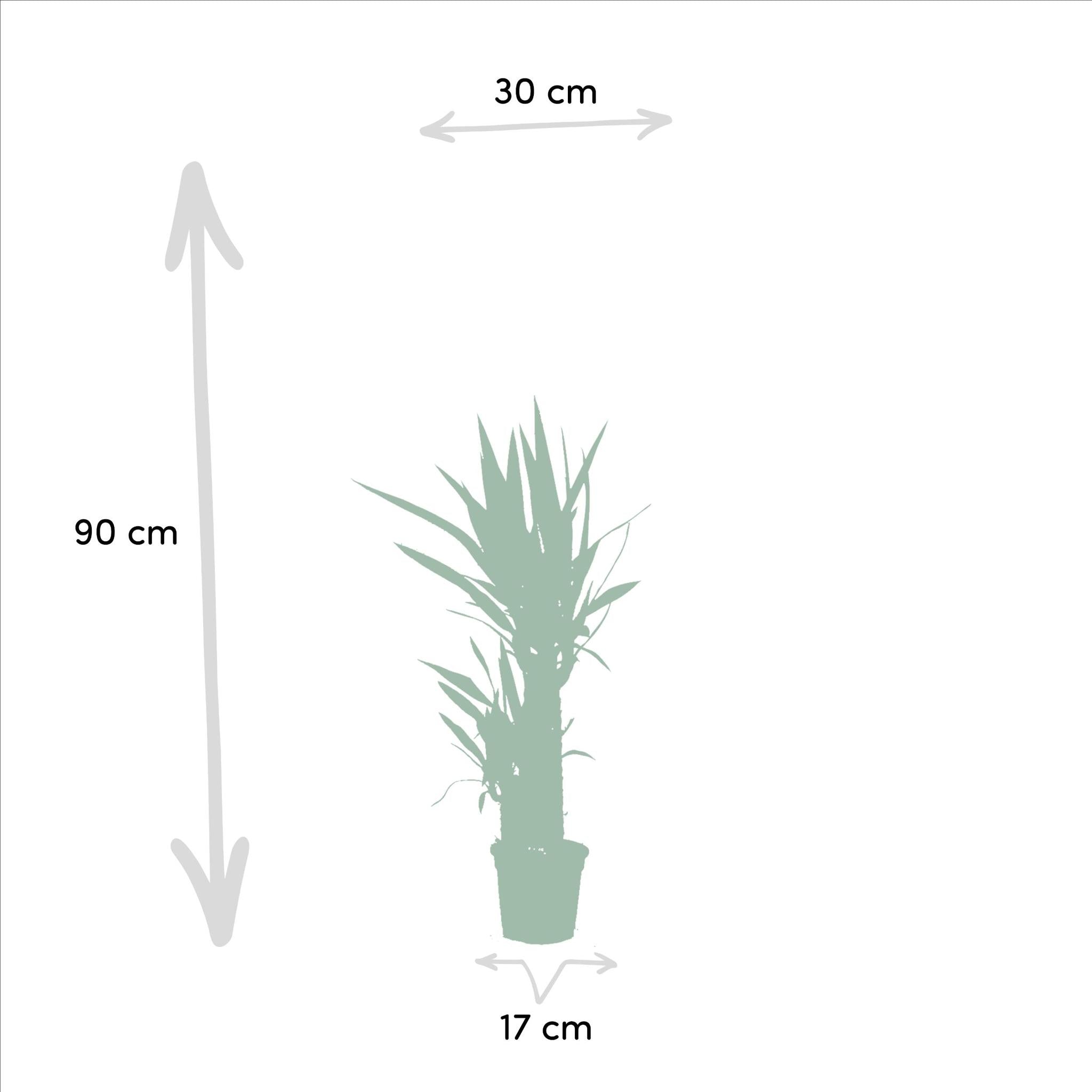 Dracaena ↨70cm - Ø17cm + Yucca ↨90cm - Ø17cm