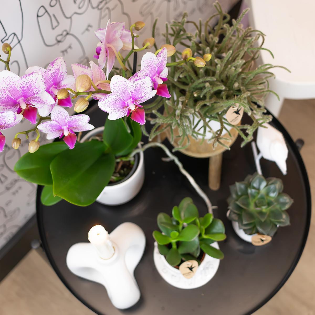 Kolibri Orchids | Rosa Phalaenopsis Orchidee - Mineral Rotterdam - Topfgröße Ø9cm | blühende Topfpflanze - frisch vom Züchter