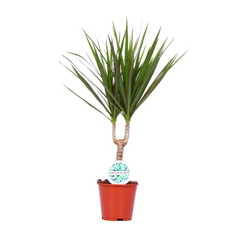 Dracaena Marginata - Ø14cm - ↕55cm