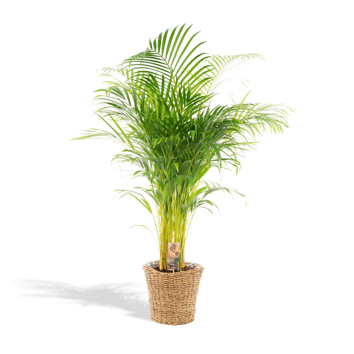 Areca mit Korb - ↨110cm -Ø21cm