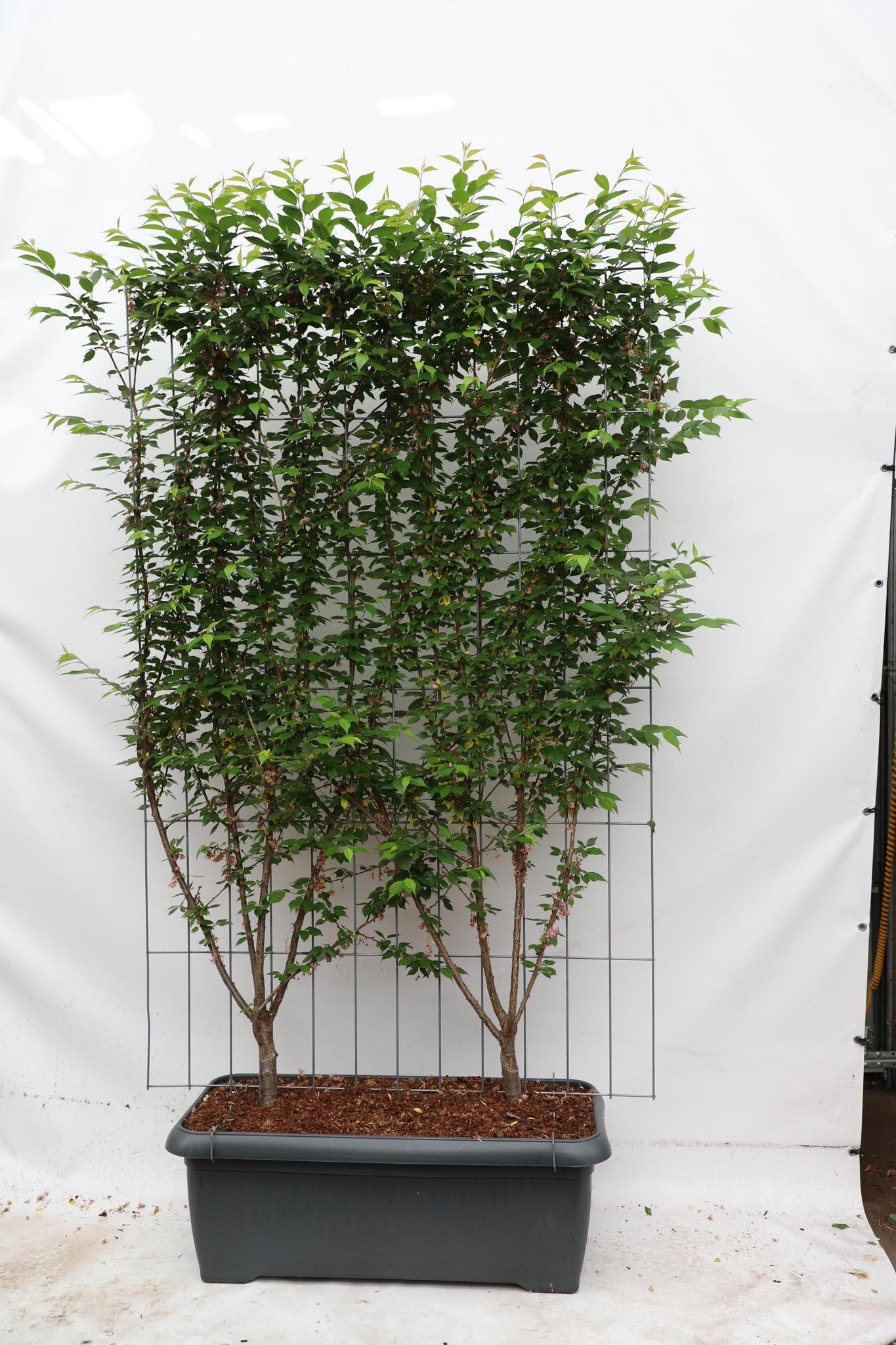 Prunus subh. 'Autumnalis Rosea' - ↨180cm - 1 Stück