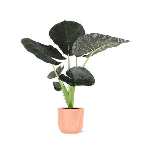 Alocasia Regal Shield Ø21cm - ↕100cm in Vibes Rosa Topf