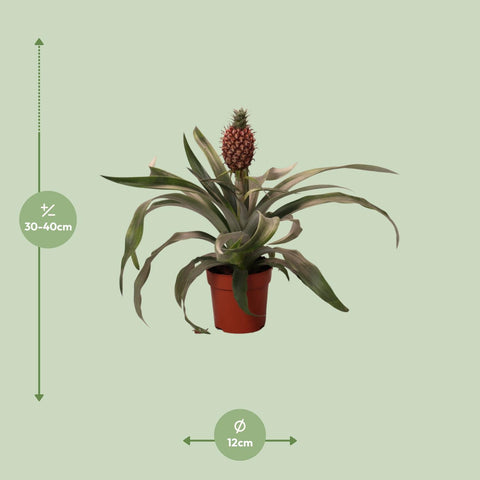 Ananas  Rosita - Ø12cm - ↕35cm