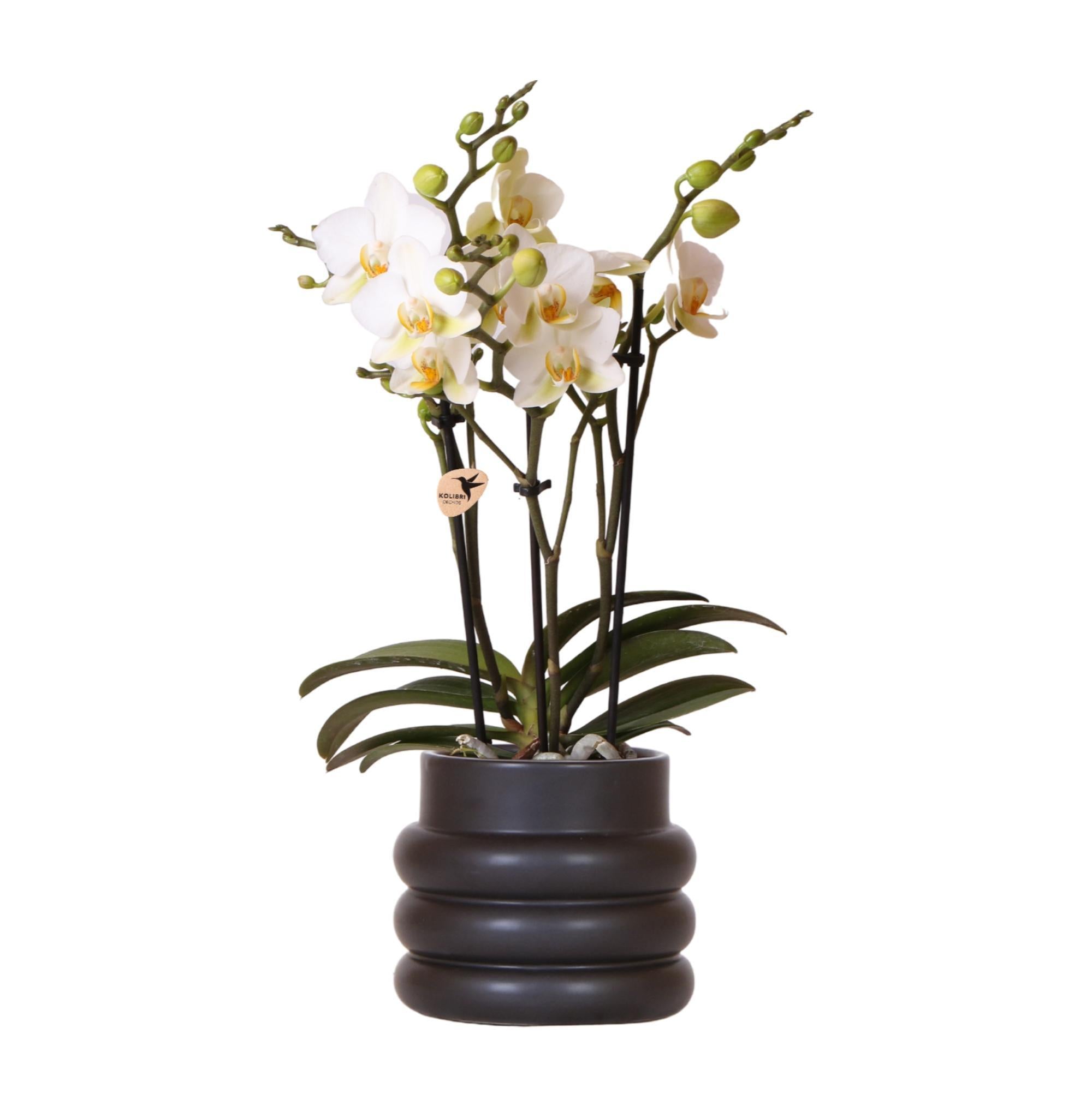 Kolibri Orchids | Weiße Phalaenopsis-Orchidee - Lausanne + Blumentopf schwarz- Topfgröße Ø9cm | blühende Zimmerpflanze