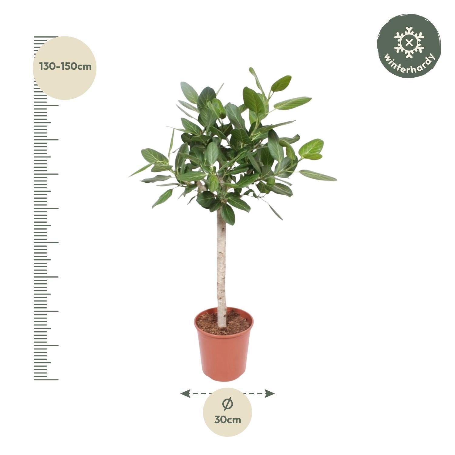 Ficus Benghalensis auf Stamm - 140 cm - ø30
