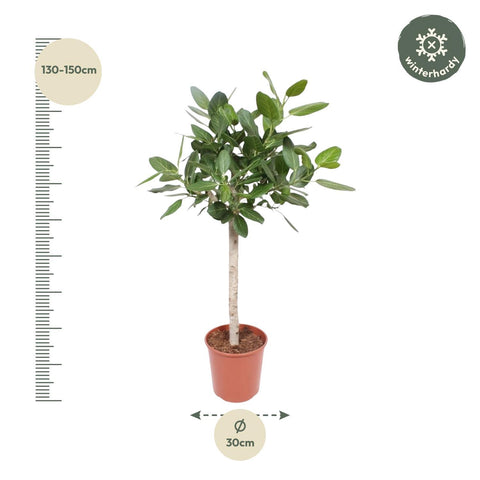Ficus Benghalensis auf Stamm - 140 cm - ø30