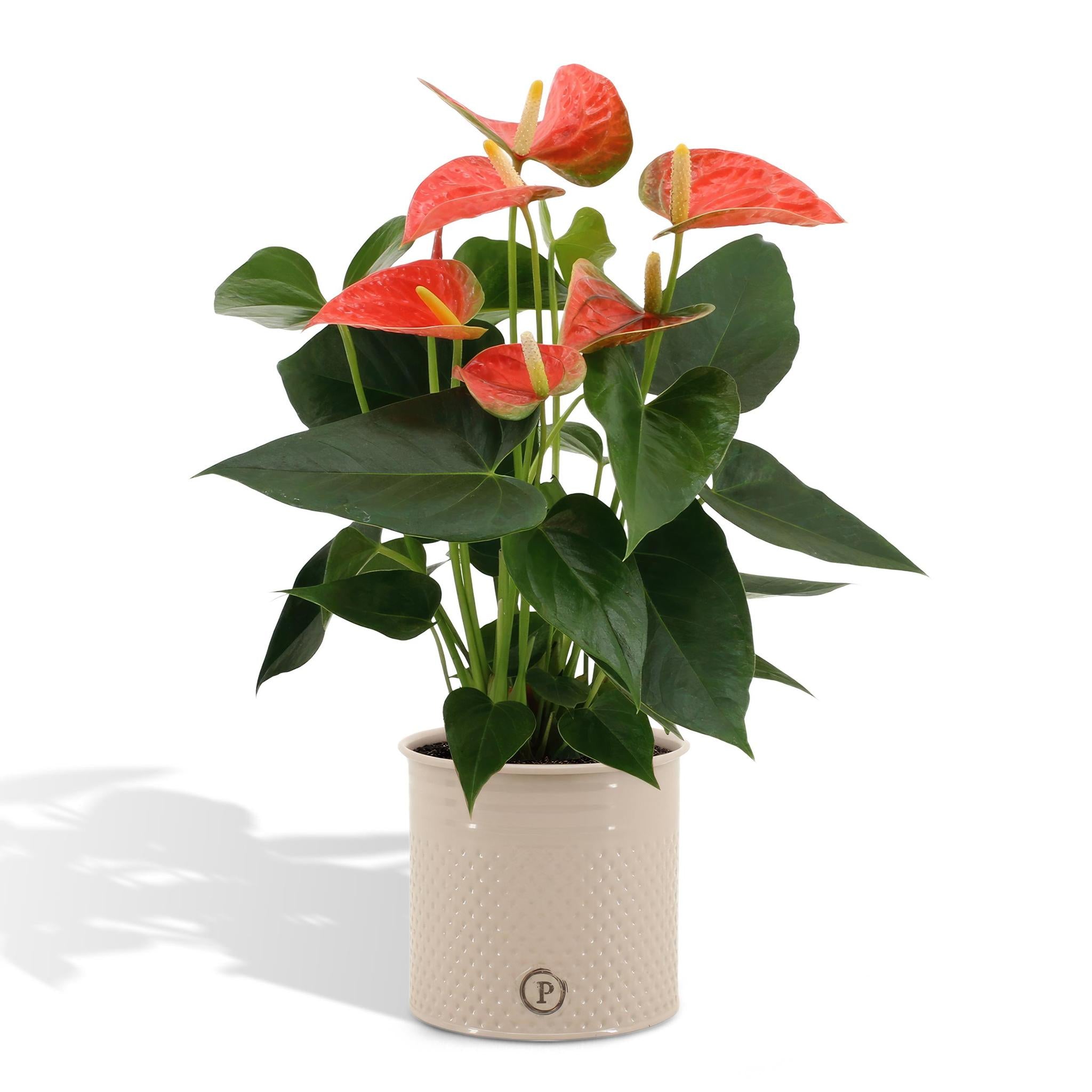 Anthurium Andreanum Prince of Orange inkl. PURE Zink - 45cm - Ø12