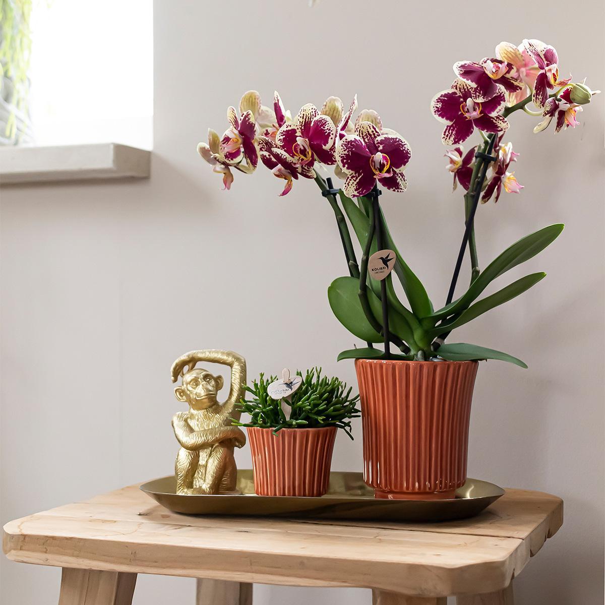 Kolibri Company - Set aus gelber roter Orchidee und Rhipsalis auf Goldtablett