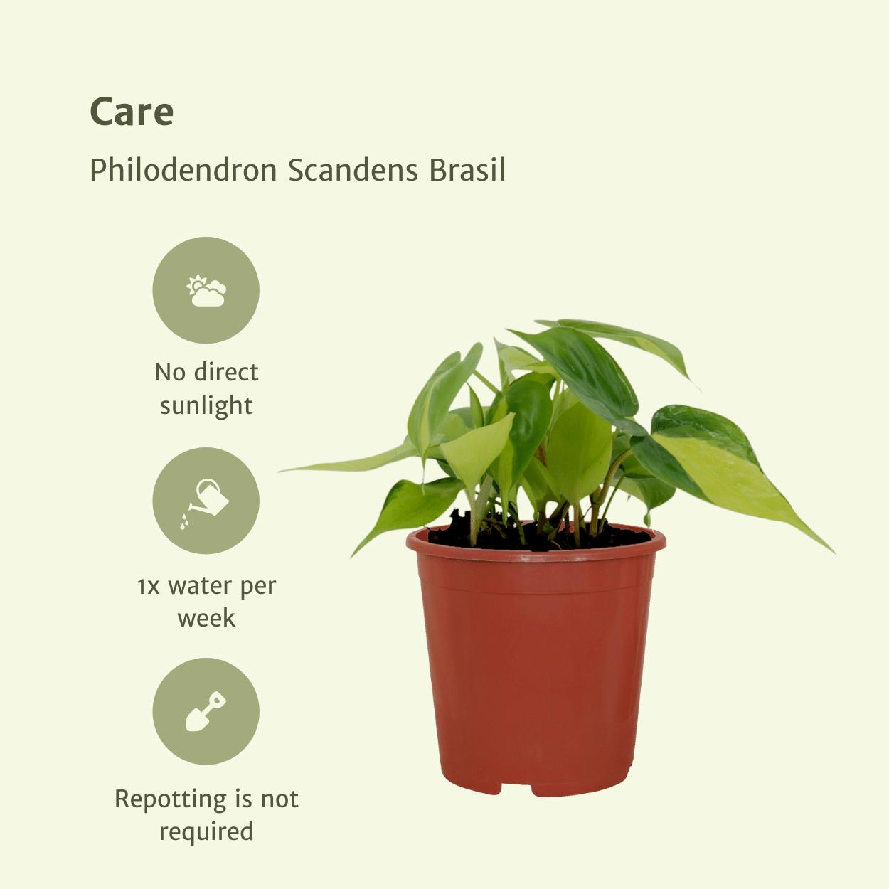 Philodendron Scandens Brasil - 4 Stücke - Ø12cm - ↕15cm