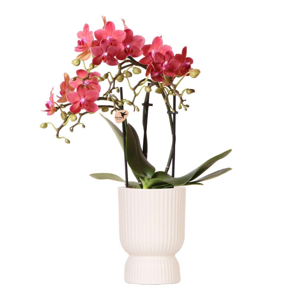 Kolibri Orchids | rosa lila Phalaenopsis Orchidee - Congo + Diabolo travertine - Topfgröße Ø9cm | blühende Zimmerpflanze - frisch vom Züchter