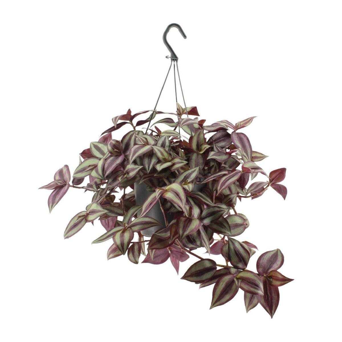 Tradescantia Zebrina Violet - Ø17cm - ↕25cm