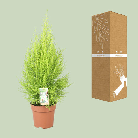 Cupressus Goldcrest Wilma - Ø17cm - ↕60cm
