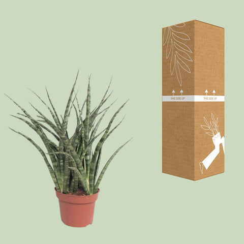 Sansevieria Fernwood Punk - Ø12cm - ↕35cm