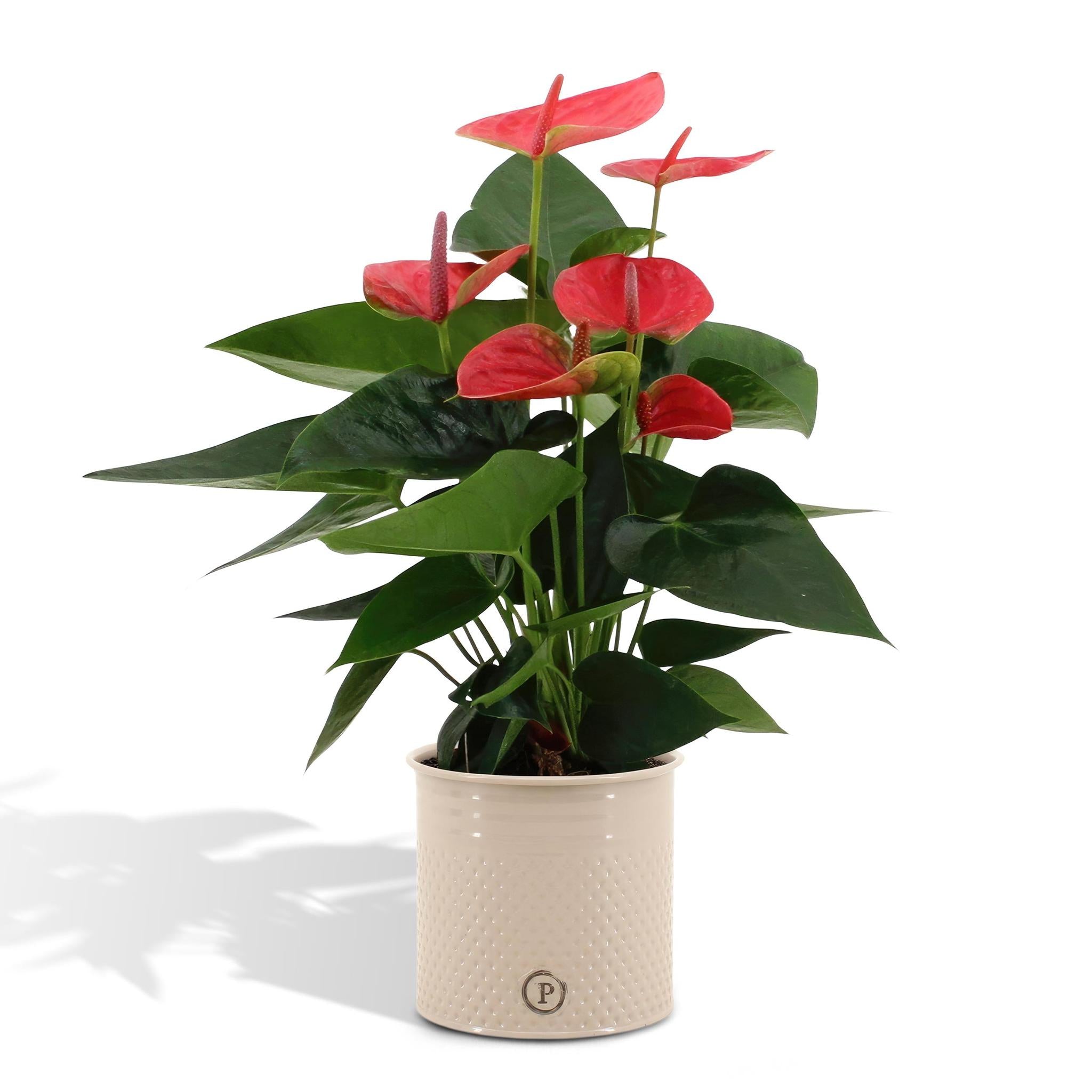 Anthurium Andreanum Sweet Dream inkl. PURE Zink - 45cm - Ø12