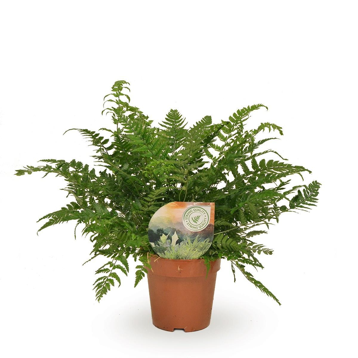 Polystichum Tsussimense / Athyrium - Ø12 ↕30