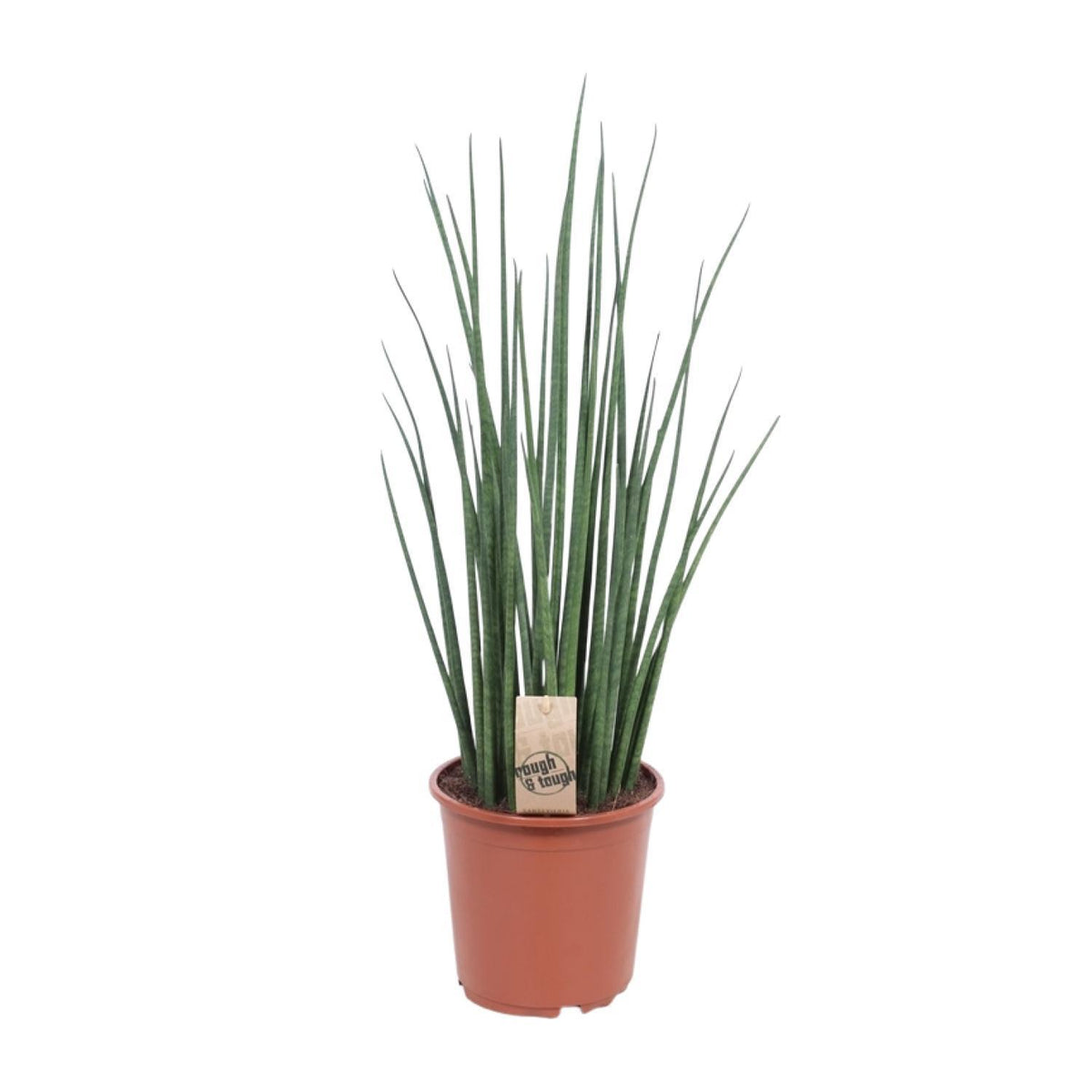 Sansevieria Mikado - Ø19cm - ↕70cm