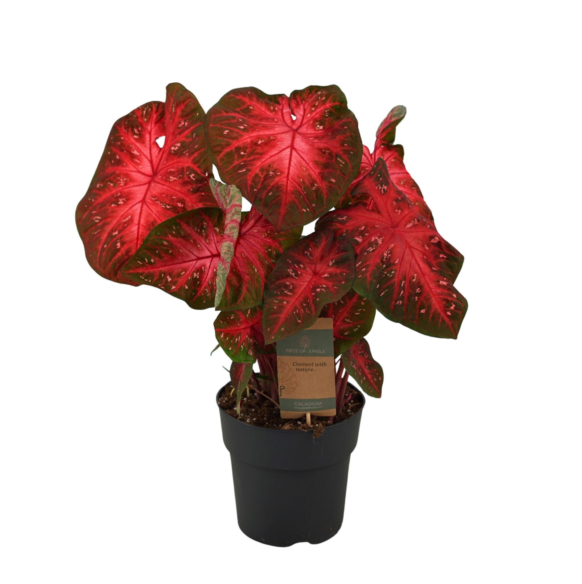 Caladium Red Flash - 65 cm - Ø21cm