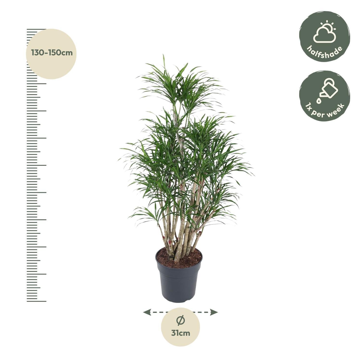 Dracaena Anita verzweigt - 140 cm - ø31