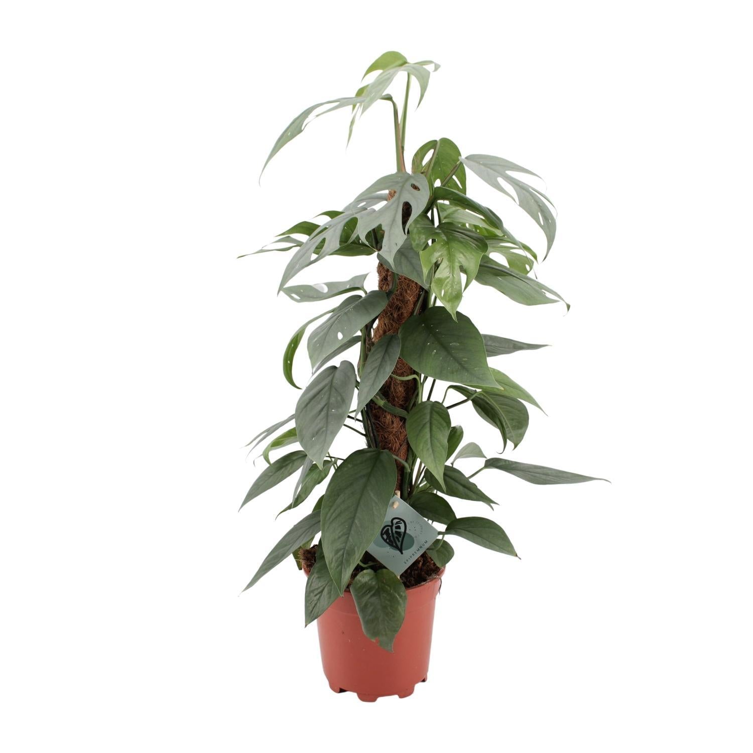 Epipremnum Pinnatum Cebu Blue - Ø17cm - ↕60cm