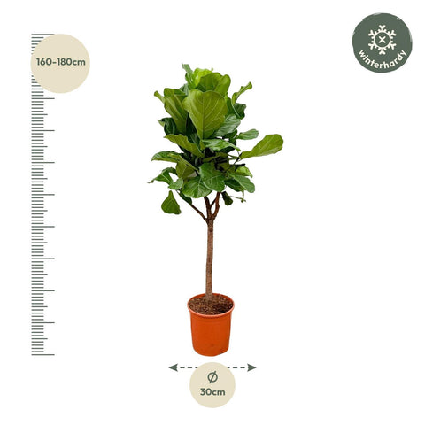 Ficus Lyrata Baum - 180cm - ⌀30