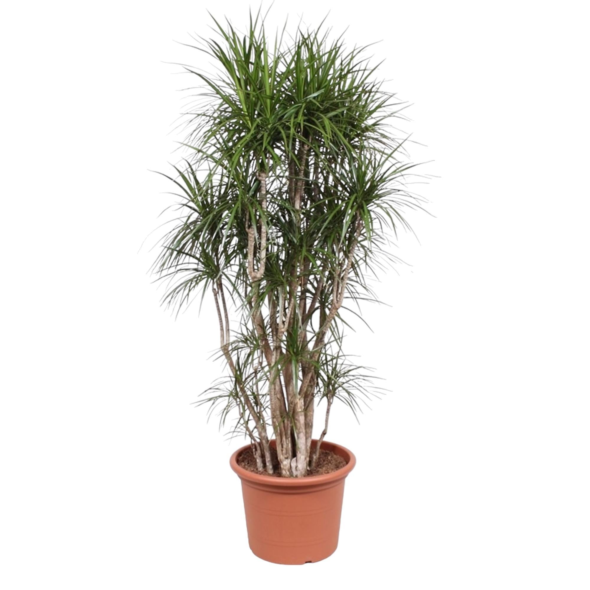 Dracaena Marginata verzweigt - 210 cm - ø50