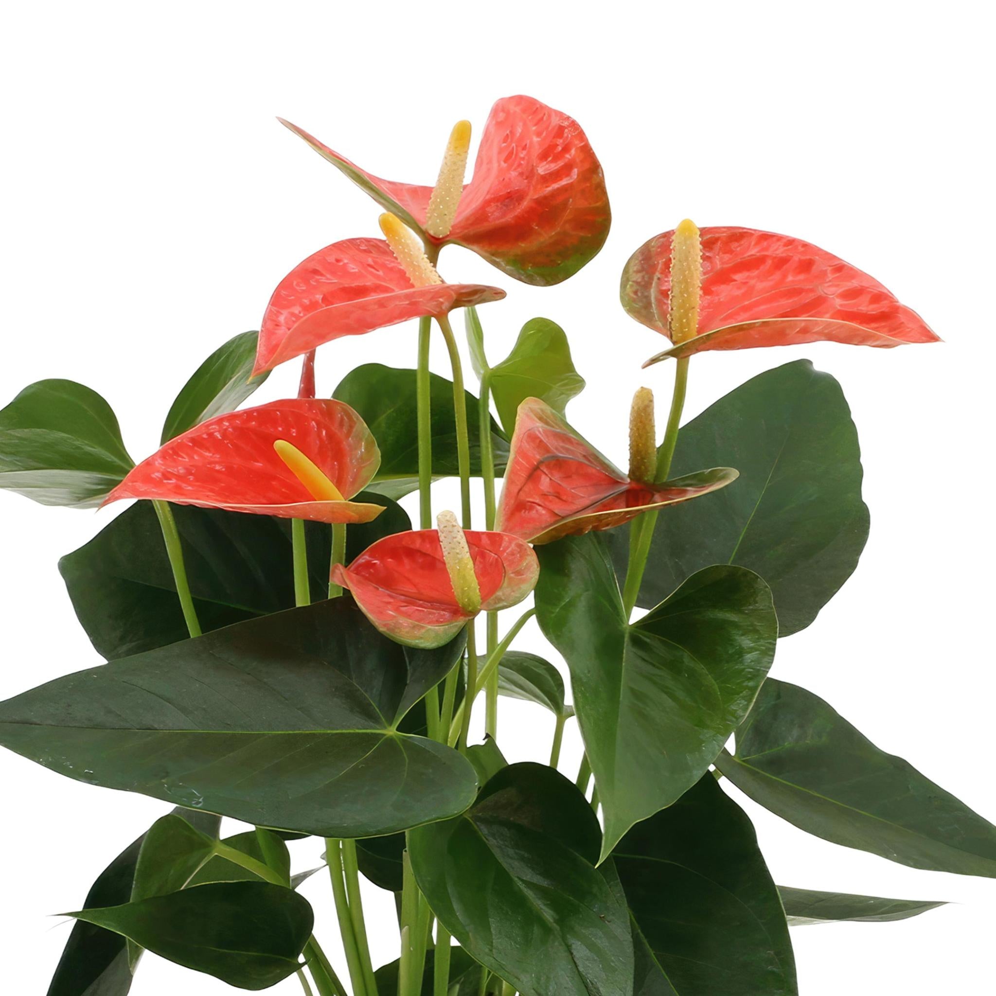 Anthurium Andreanum Prince of Orange inkl. PURE Zink - 45cm - Ø12