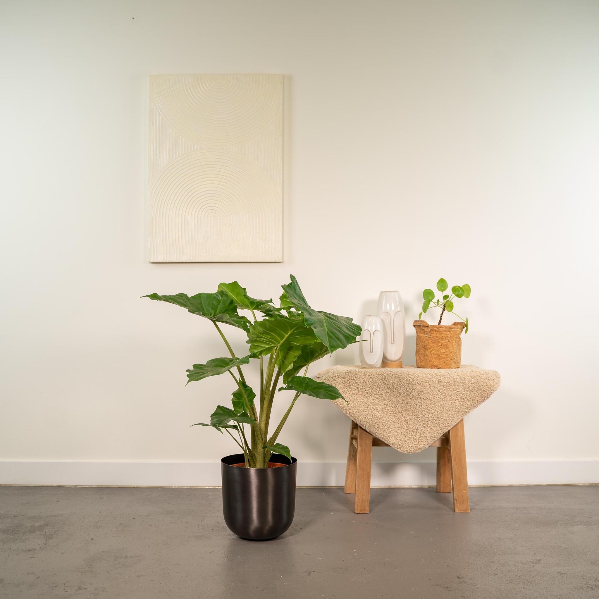 Alocasia Portodora - Ø21cm - ↕80cm + Topf Mayk Lead