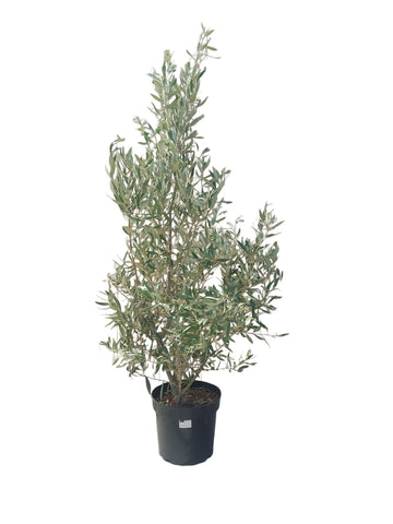 Olea europaea Busch 7,5 Liter, Olivenstrauch