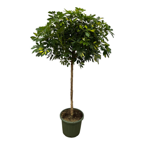 Schefflera Gold Capella Stamm - 180 cm - Ø45cm