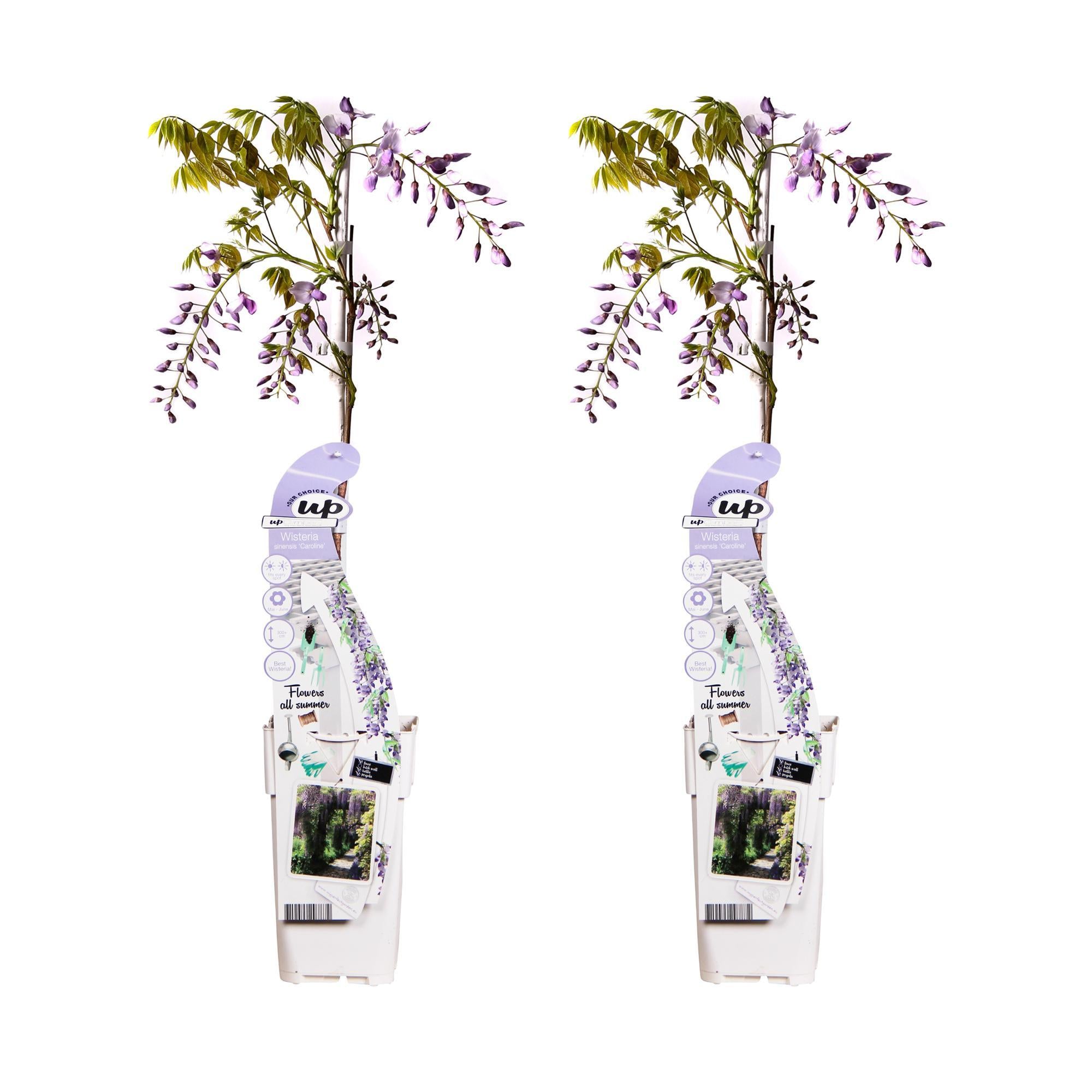 2x - Wisteria sinensis 'Caroline' - ↨65cm - Ø15