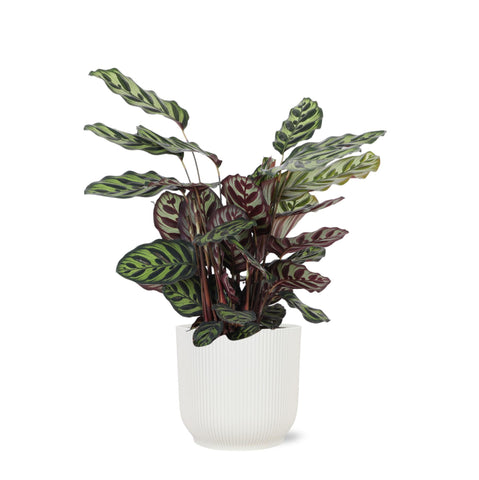 Calathea Makoyana Ø21cm - ↕70cm in Vibes Weiß Topf