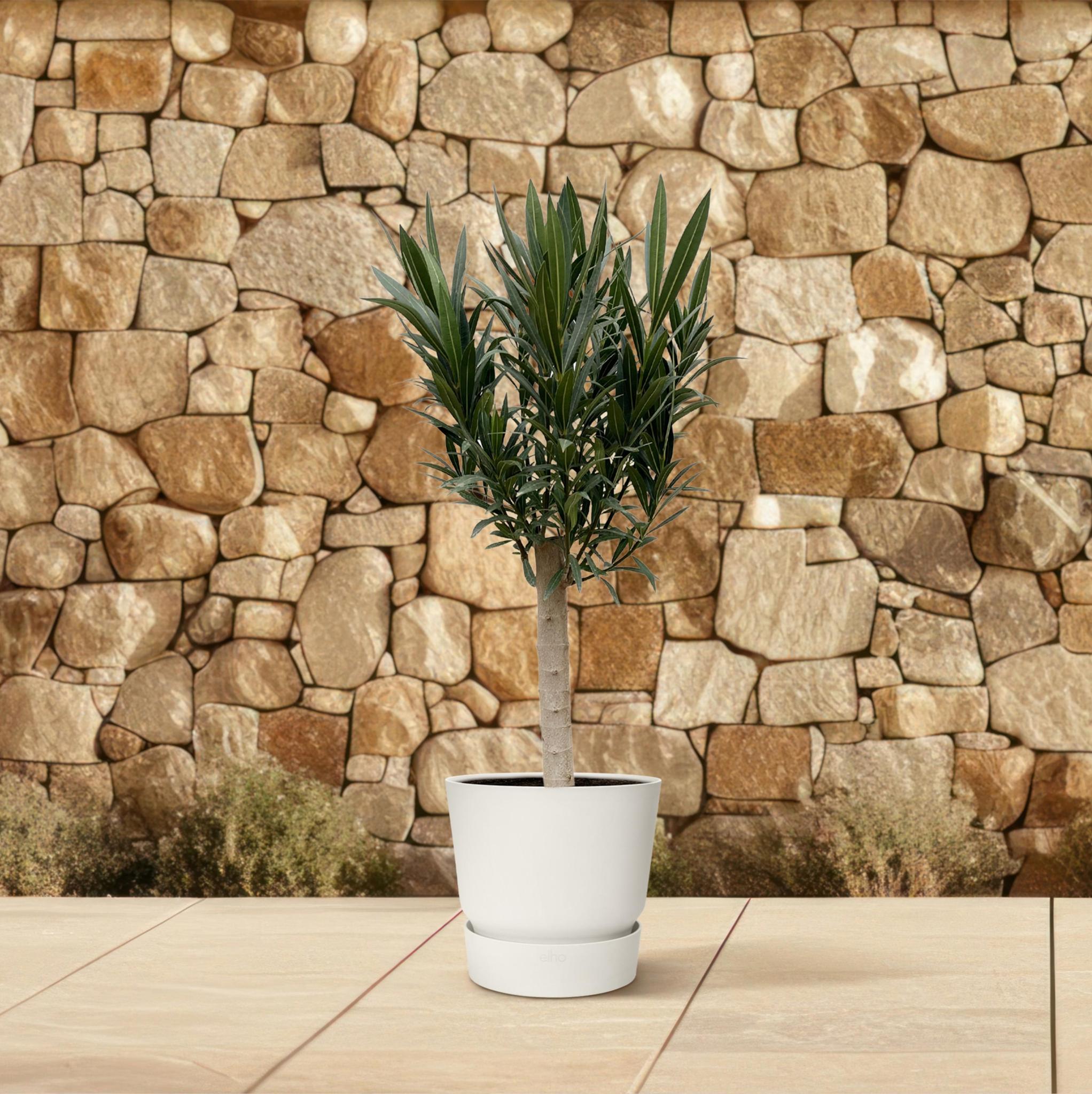 Nerium Oleander auf Stamm mit roten Blüten - 110cm - Ø22