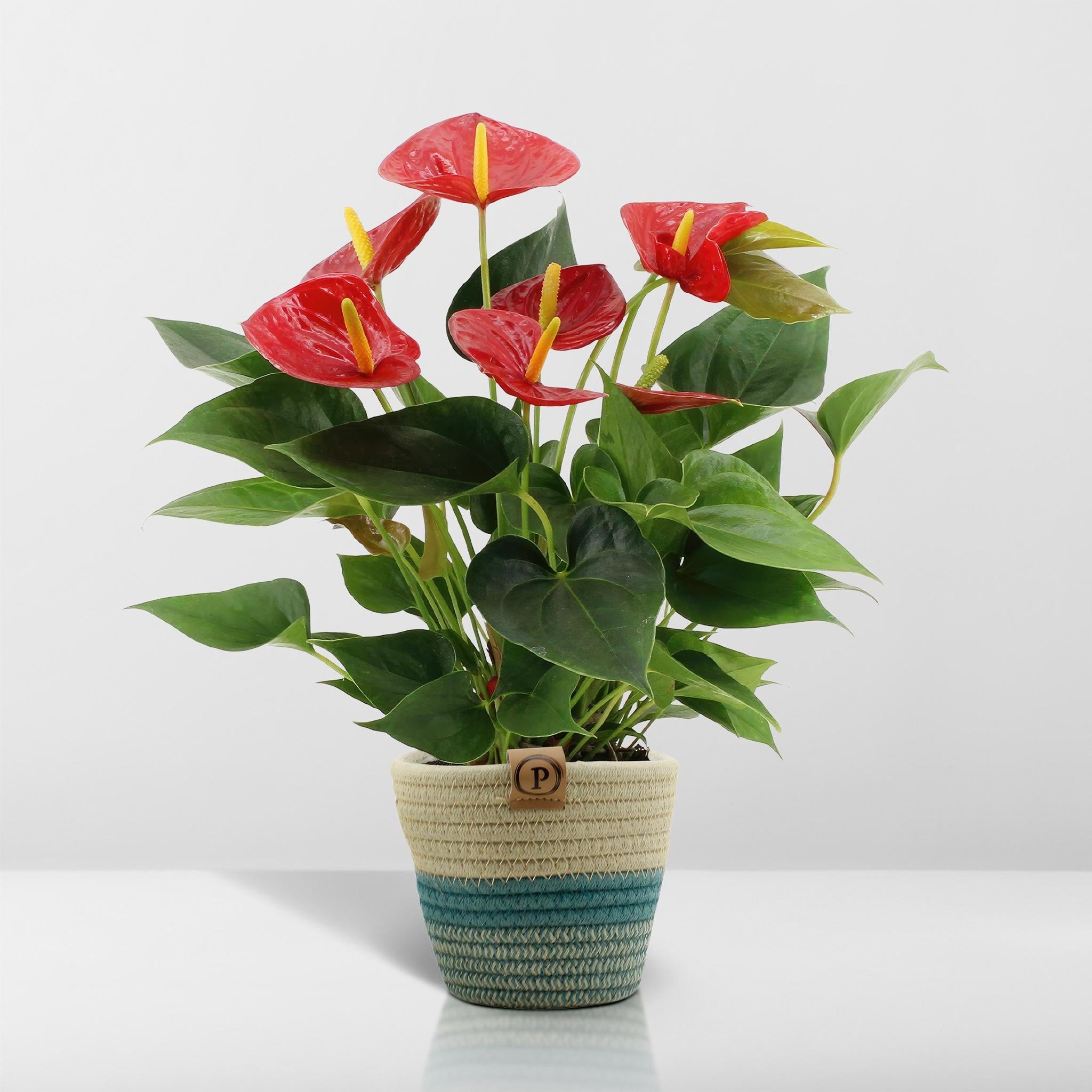 Anthurium Andreanum Diamond Red inkl. PURE Korb - 45cm - Ø12