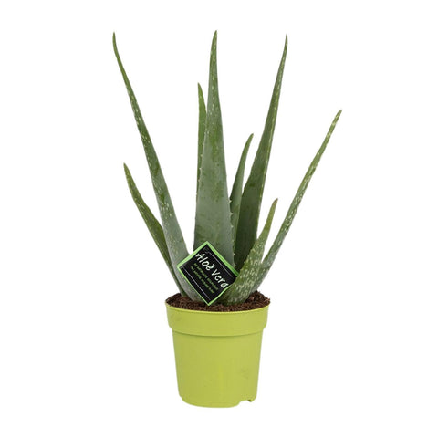 Aloe Vera - Ø12cm - ↕45cm