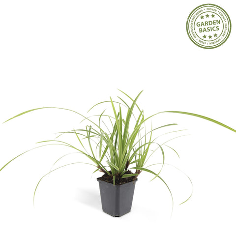 6x Carex morrowii 'Ice Dance' - ↕10-25cm - Ø9cm