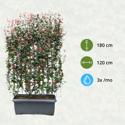 Photinia Fraseri 'Carré Rouge' - Glanzmispel - Fertighecke - 120 x 120 x 180 cm