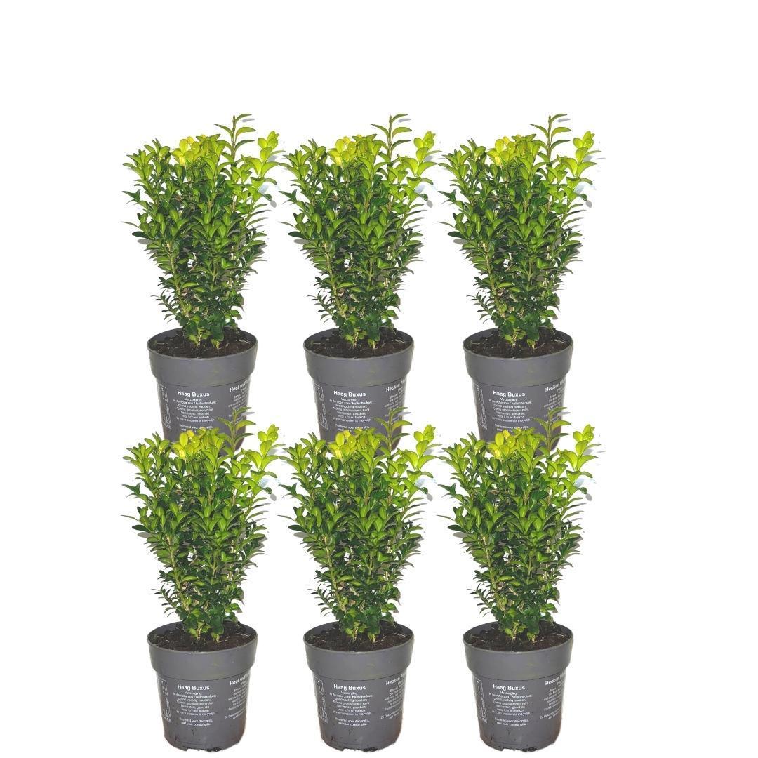 1 Meter Buxus Sempervirens Hecke - ↕ 20 cm - 6 x Ø12 cm