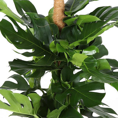 Monstera Deliciosa Moosstab Ø27cm ↕150cm in Albury Schwarz Print Korb