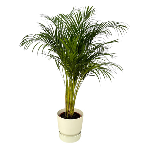 Areca Palme - ↨130cm - Ø24cm inkl. elho Greenville Rund Weiß D30xH28