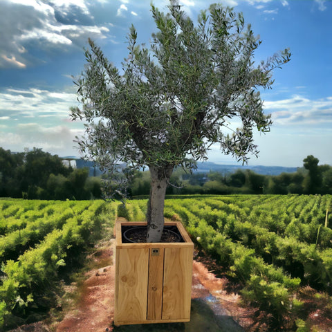 Olea europaea auf Stamm 45 Liter, Olivenbaum auf Stamm