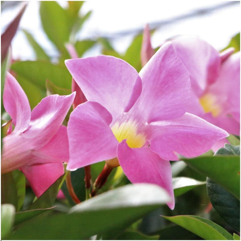 6 x Dipladenia Rosa - Mandevilla Rosa Ø12 cm - ↕25 cm