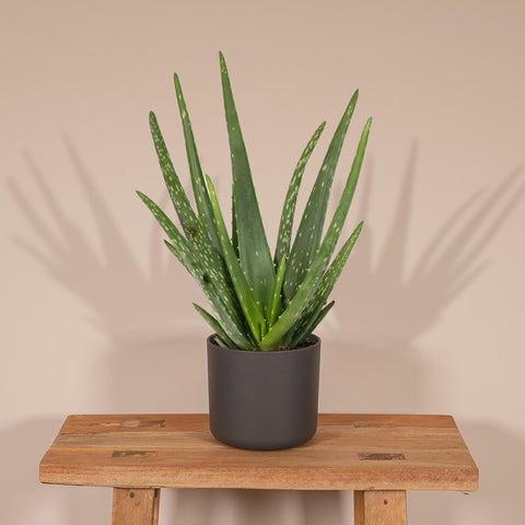 Aloe vera - Ø12 - ↨40cm